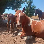 Shqiperide